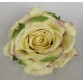 Róża wyrobowa EXCLUSIVE (6-pak) kolor J4